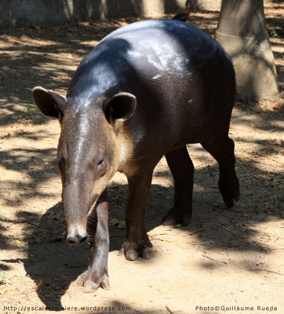 Puntarenas - Tapir de Baird