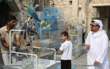 Souk Waqif - marché aux oiseaux - Doha - Qatar (8)