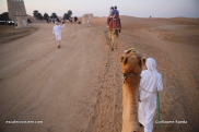Abu Dhabi - Désert chameaux