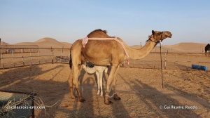 Abu Dhabi - Désert chameaux