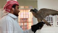 Doha - Qatar - Falcon hospital - Clinique faucons